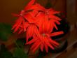 tn_gallery_9377_3972_12828.jpg