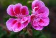 tn_gallery_9377_3972_17005.jpg
