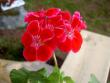 tn_gallery_9377_3972_22407.jpg