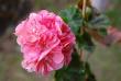 tn_gallery_9377_3972_22435.jpg
