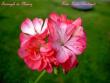 tn_gallery_9377_3972_32465.jpg