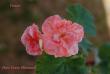 tn_gallery_9377_3972_685.jpg