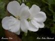 tn_gallery_9377_3972_814.jpg