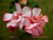 tn_gallery_9377_3972_8410.jpg