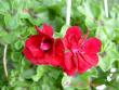 tn_gallery_9377_3973_2456.jpg