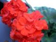 tn_gallery_9377_3973_4762.jpg