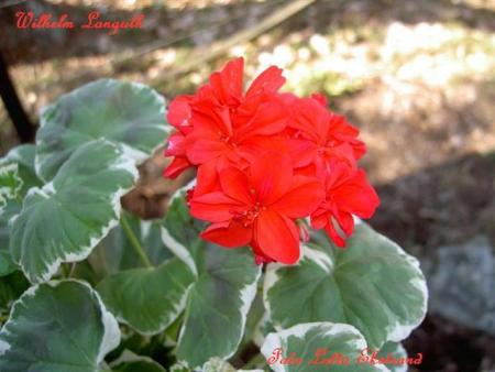 gallery_9377_3973_12503.jpg