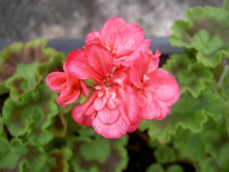 gallery_9377_3973_2146.jpg