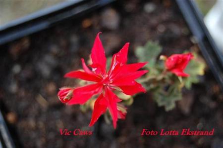 gallery_9377_3973_38405.jpg