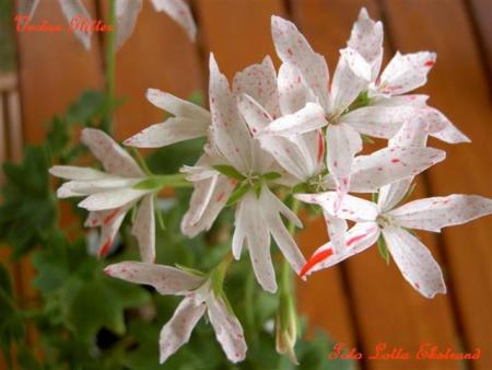 gallery_9377_3973_5790.jpg
