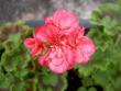 tn_gallery_9377_3973_2146.jpg