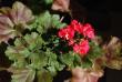 tn_gallery_9377_3973_28510.jpg