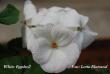 tn_gallery_9377_3973_28775.jpg