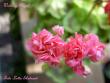 tn_gallery_9377_3973_6741.jpg