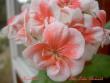 tn_gallery_9377_3974_1857.jpg