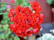 tn_gallery_9377_3974_7115.jpg