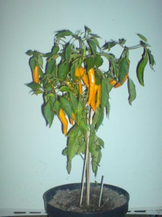 gallery_17820_3975_14056.jpg