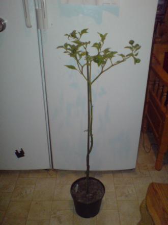 gallery_17820_3975_46048.jpg