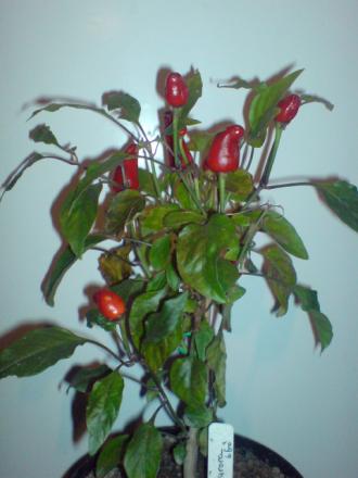 gallery_17820_3975_68369.jpg