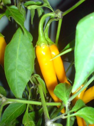 gallery_17820_3975_74802.jpg