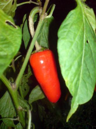gallery_17820_3975_78305.jpg