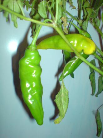 gallery_17820_3975_8491.jpg