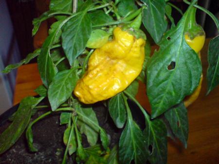 gallery_17820_3975_99490.jpg