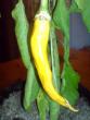 tn_gallery_17820_3975_78463.jpg