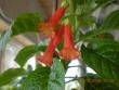 tn_gallery_3363_82_31466.jpg