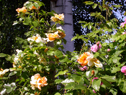 gallery_276_1644_75875.jpg
