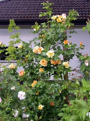 gallery_276_1644_91242.jpg