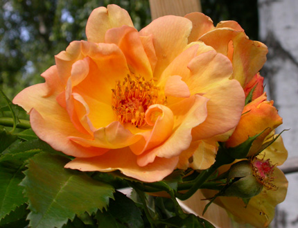 gallery_276_1644_9365.jpg