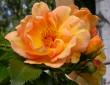 tn_gallery_276_1644_9365.jpg