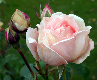 gallery_276_1644_12067.jpg