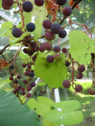 gallery_25607_3988_119499.jpg