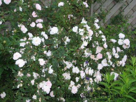 gallery_26649_3985_107492.jpg
