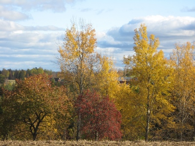 gallery_22008_4002_45294.jpg