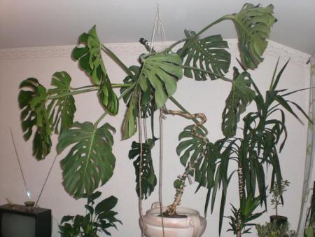 gallery_26662_3996_30440.jpg
