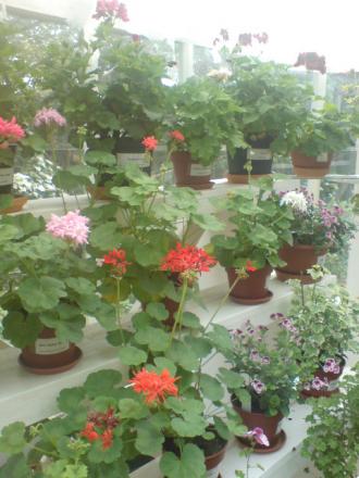 gallery_17820_4005_101655.jpg