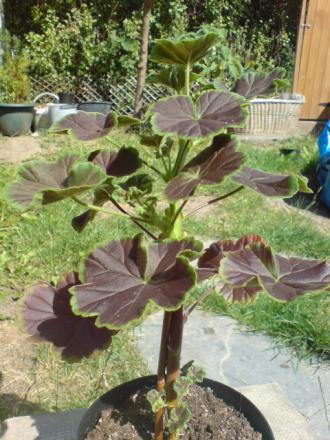gallery_17820_4005_123851.jpg
