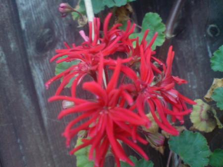 gallery_17820_4005_81311.jpg