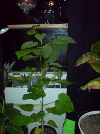 gallery_17820_4006_17353.jpg