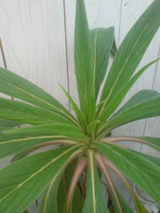 gallery_17820_4006_37379.jpg