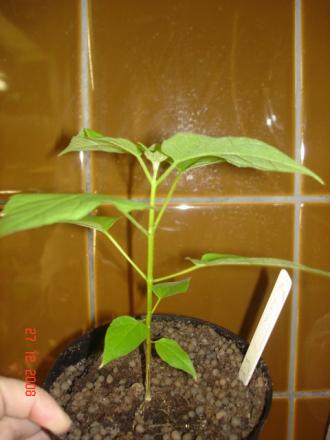 gallery_17820_4006_41221.jpg