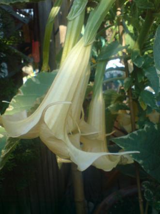 gallery_17820_4010_10917.jpg