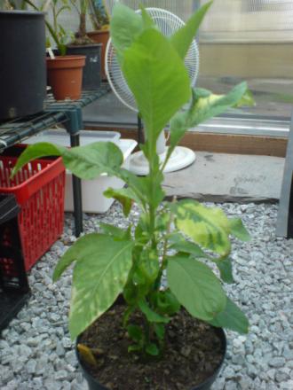 gallery_17820_4010_3697.jpg