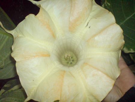 gallery_17820_4010_39735.jpg