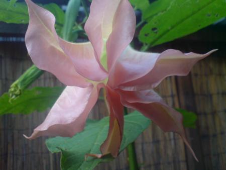 gallery_17820_4010_48763.jpg