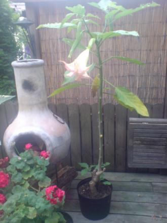 gallery_17820_4010_73781.jpg