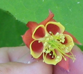 gallery_7001_4021_10921.jpg